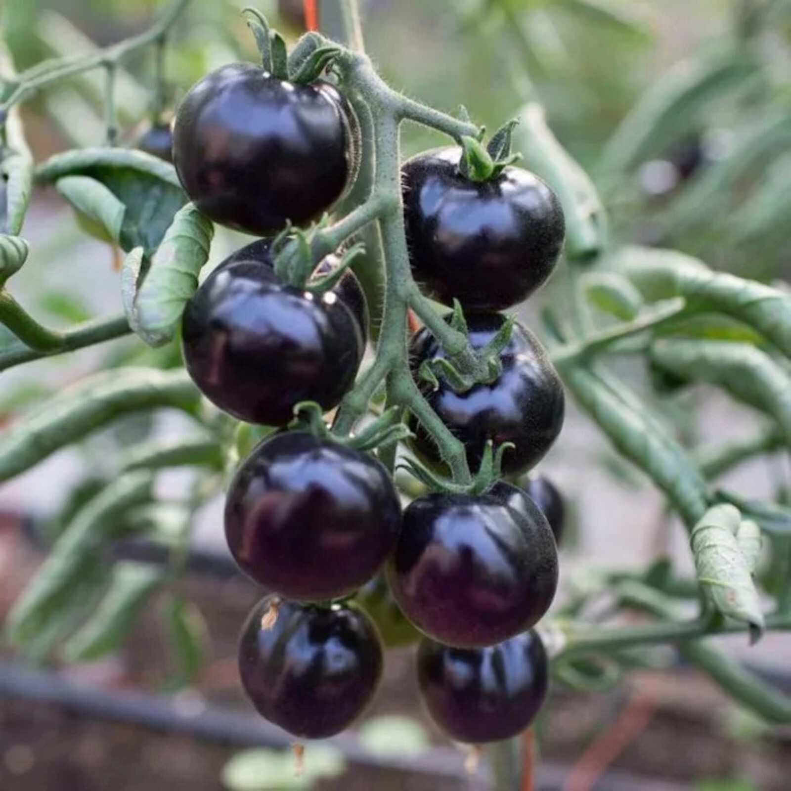 100pcs European Black Cherry Tomato Seeds – Heirloom, Non-GMO, Rich Flavor