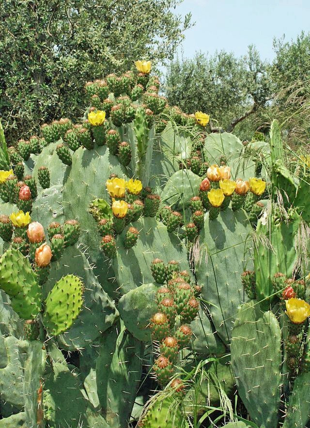 Opuntia ficus-indica | Cactus Pear | Prickly Pear Cactus | 10 Seeds
