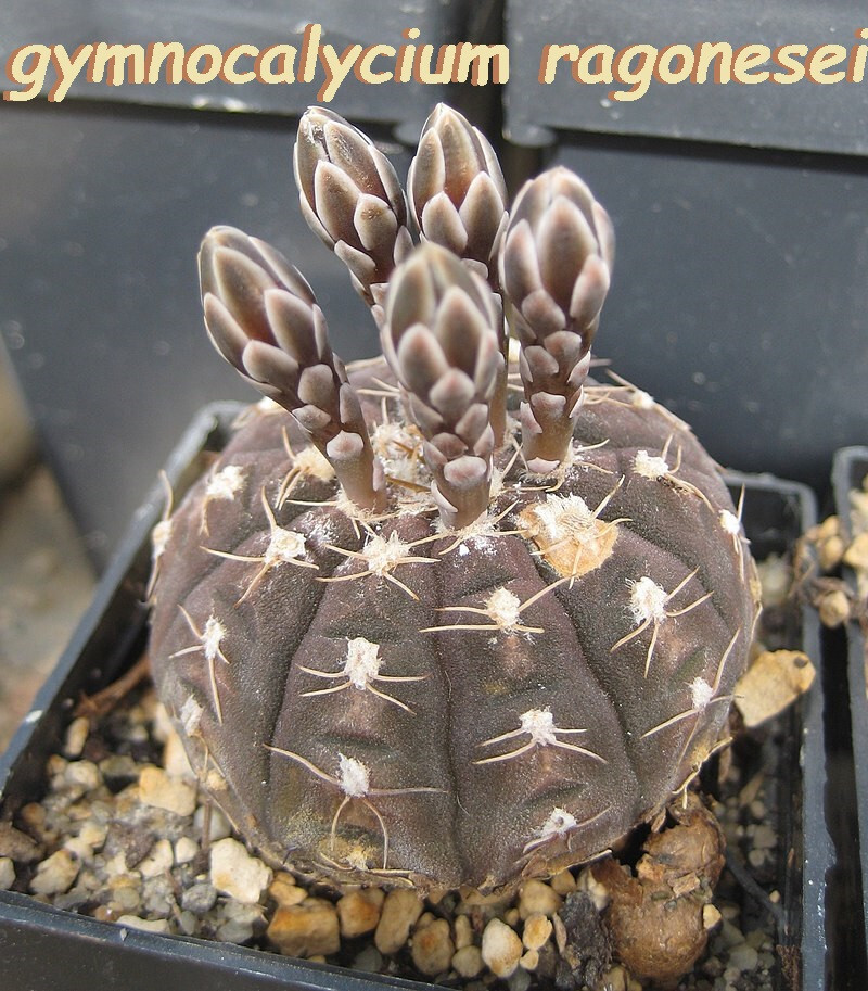 25 SEEDS gymnocalycium ragonesei, rare exotic unusual dark brown cacti Argentina