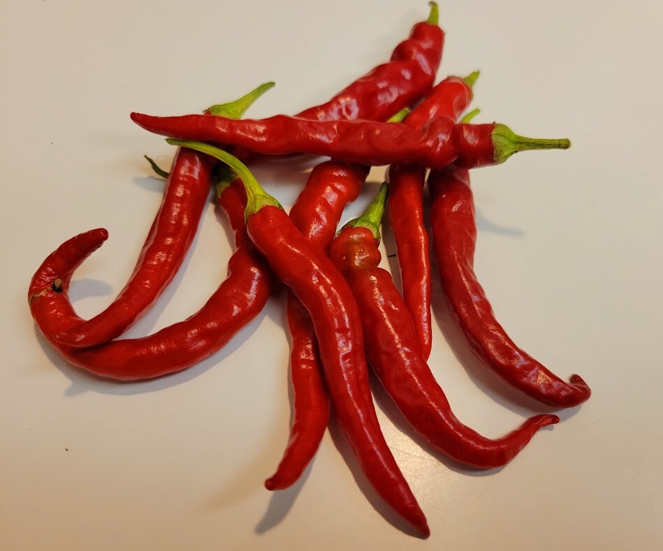 Indian Jwala Red Spicy Chili Pepper 25-Seeds Organically Grown Hot Peppers