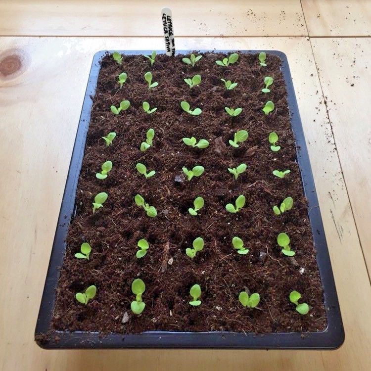 600+TOM THUMB Seeds Romain Leaf Lettuce Organic Spring Fall Garden Container