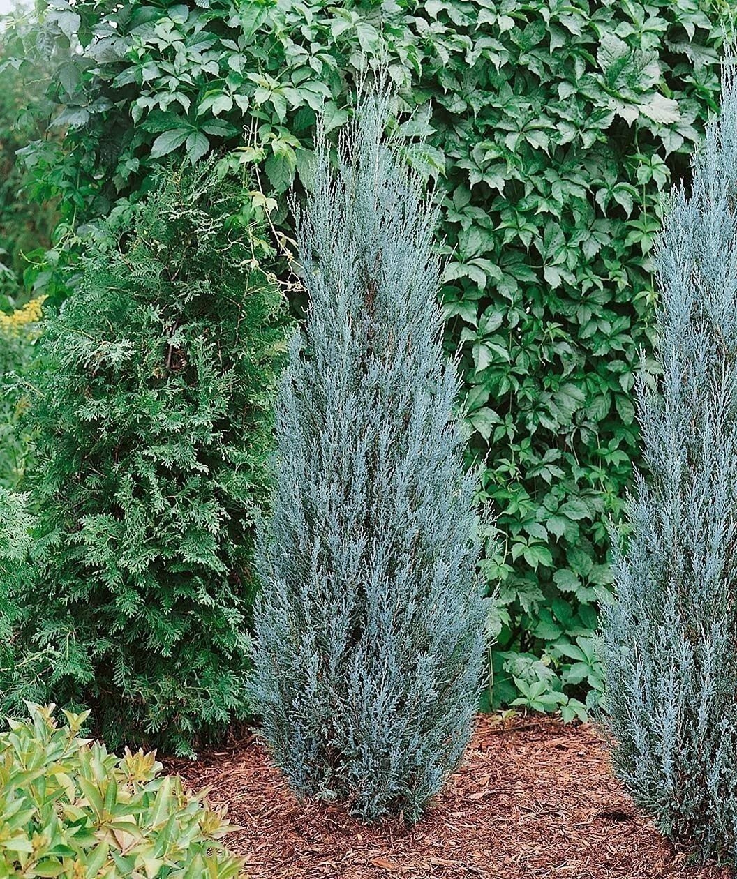 Juniper Blue Arrow | 1 Gallon | Juniperus scopulorum | Low Maintenance Tree