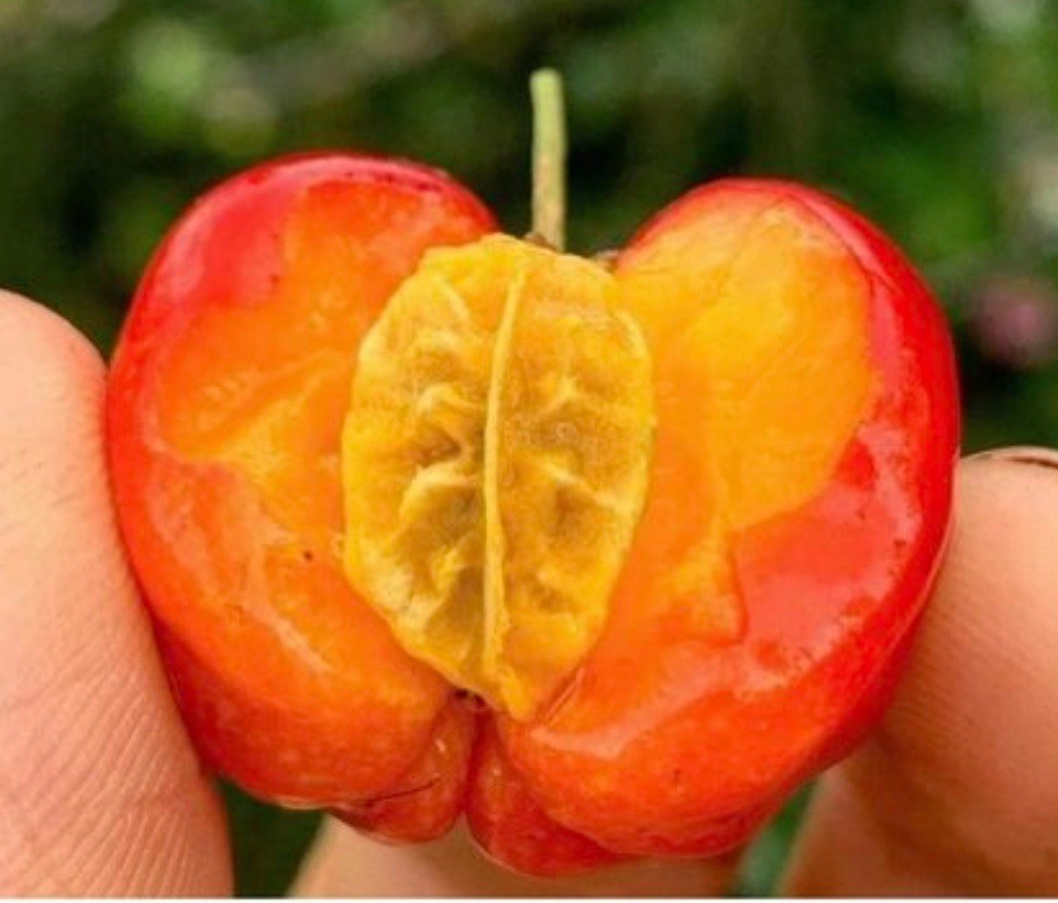 10 Malpighia emarginata Seeds | Acerola Barbados Cherry Tropical Fruit