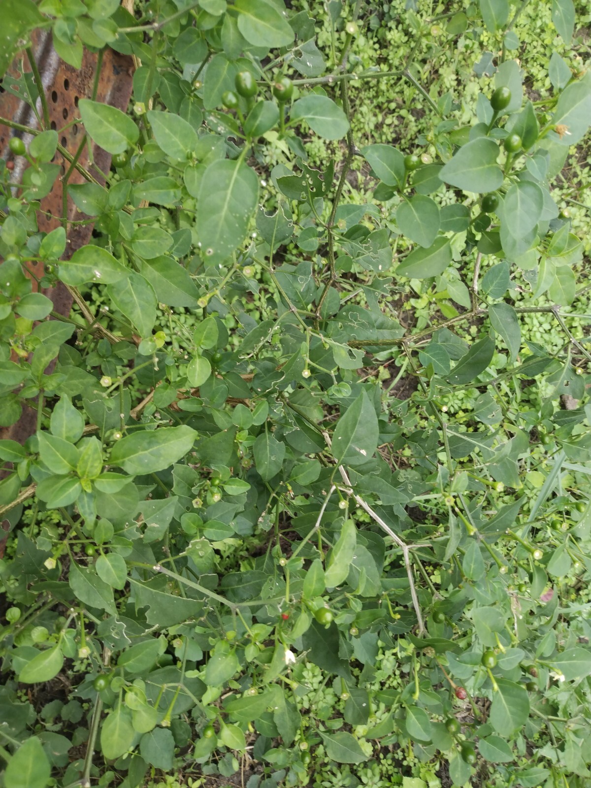 25 Chiltepin pepper seeds, aka Bird Peppers, Capsicum annum, Very Hot Pepper