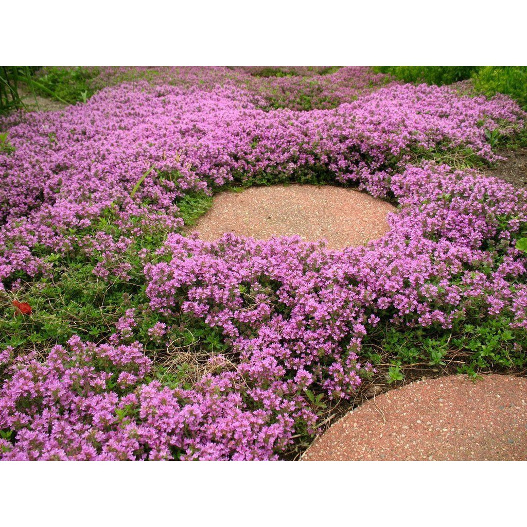 Elfin Thyme Thymus 25 Plants in 3-1/2 inch Pots