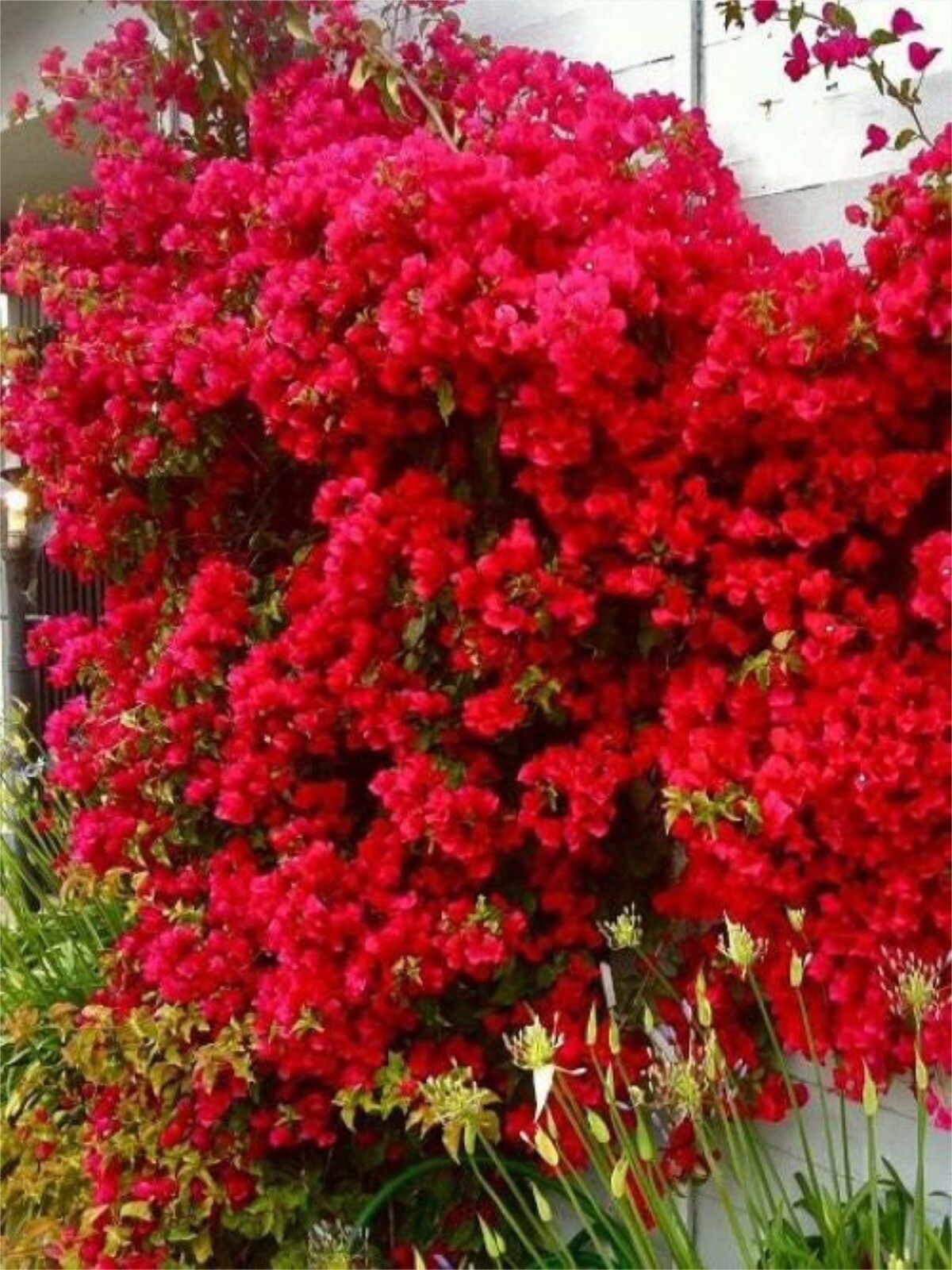 4” Pot of SAN DIEGO RED Live Rooted Bougainvillea Plant-Height & Fullness Varies