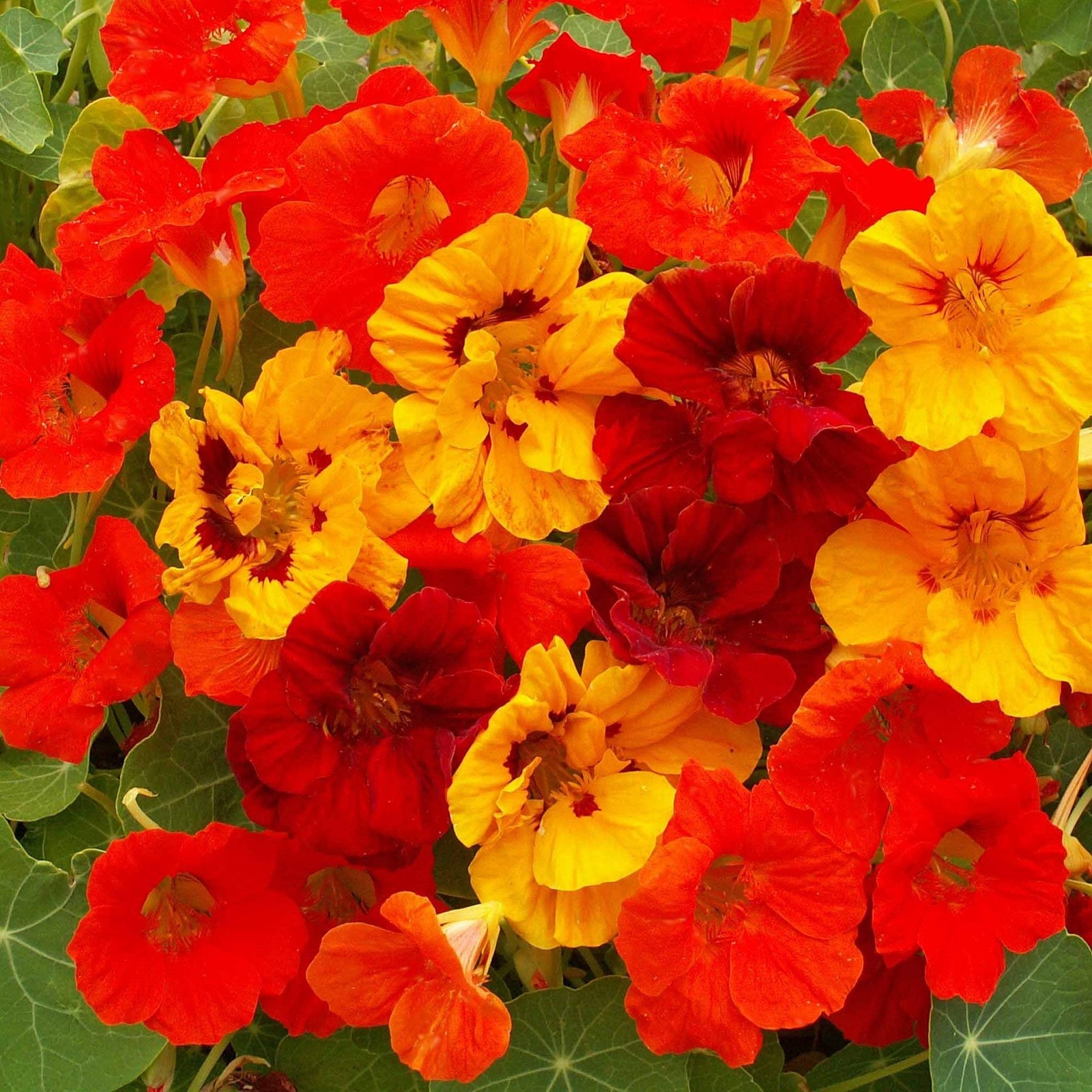 Outsidepride Jewel Mix Nasturtium Seeds – 1/4 lb. Annual, Easy 0.25 lb.,