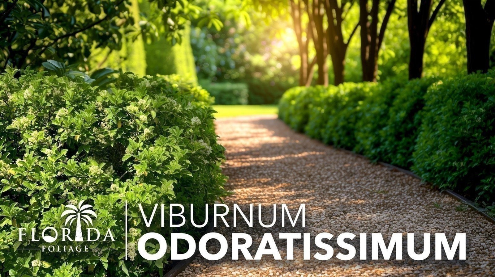Sweet Viburnum Odoratissimum – Live Plants – Evergreen Privacy Hedge
