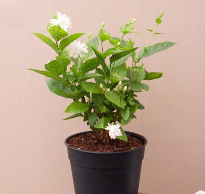 Arabian Sambac Jasmine Live Plant 6″ Pot Fragrant Flowering Jasminum Sambac Vine