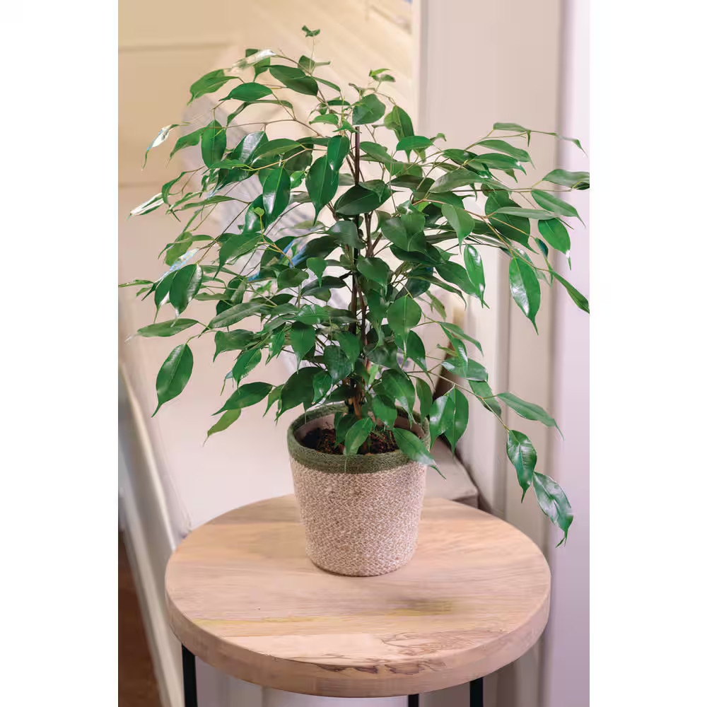 Weeping Fig Ficus Benjamina Cling-On Danielle Indoor Plant in 7 In. Wicker Jute