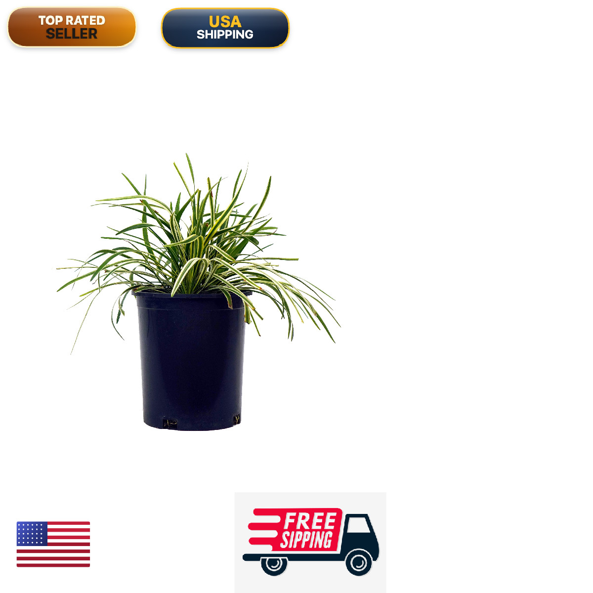 Green Promise Farms Liriope Muscari Variegata Variegated Lilyturf Perennial