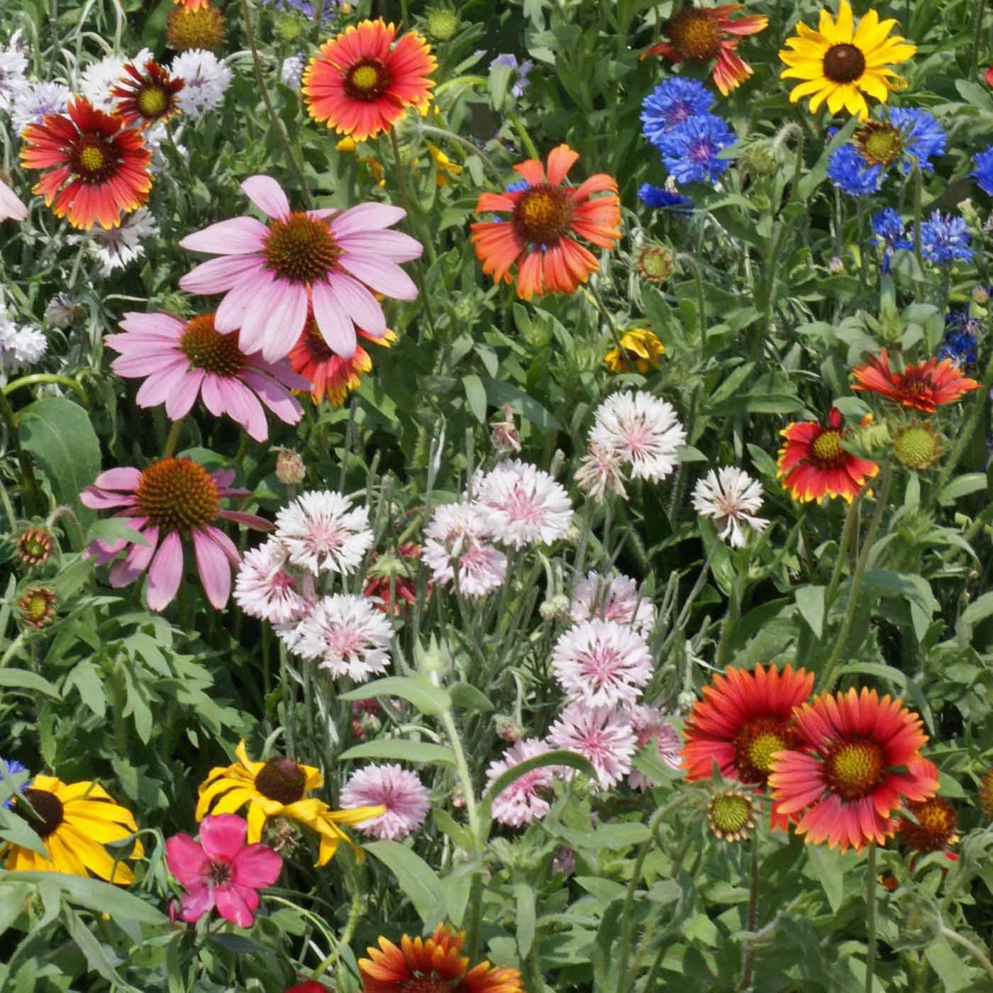 5 LBS Northeast Wildflower Seed Mix For Planting Outdoors