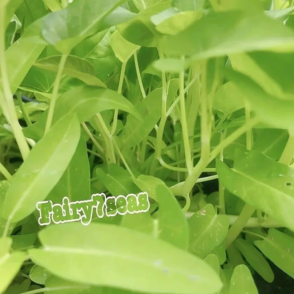 BIG Leaf White Stem Water Spinach Seeds,KongXinCai,ChingQuat,OngChoy,Vegetable