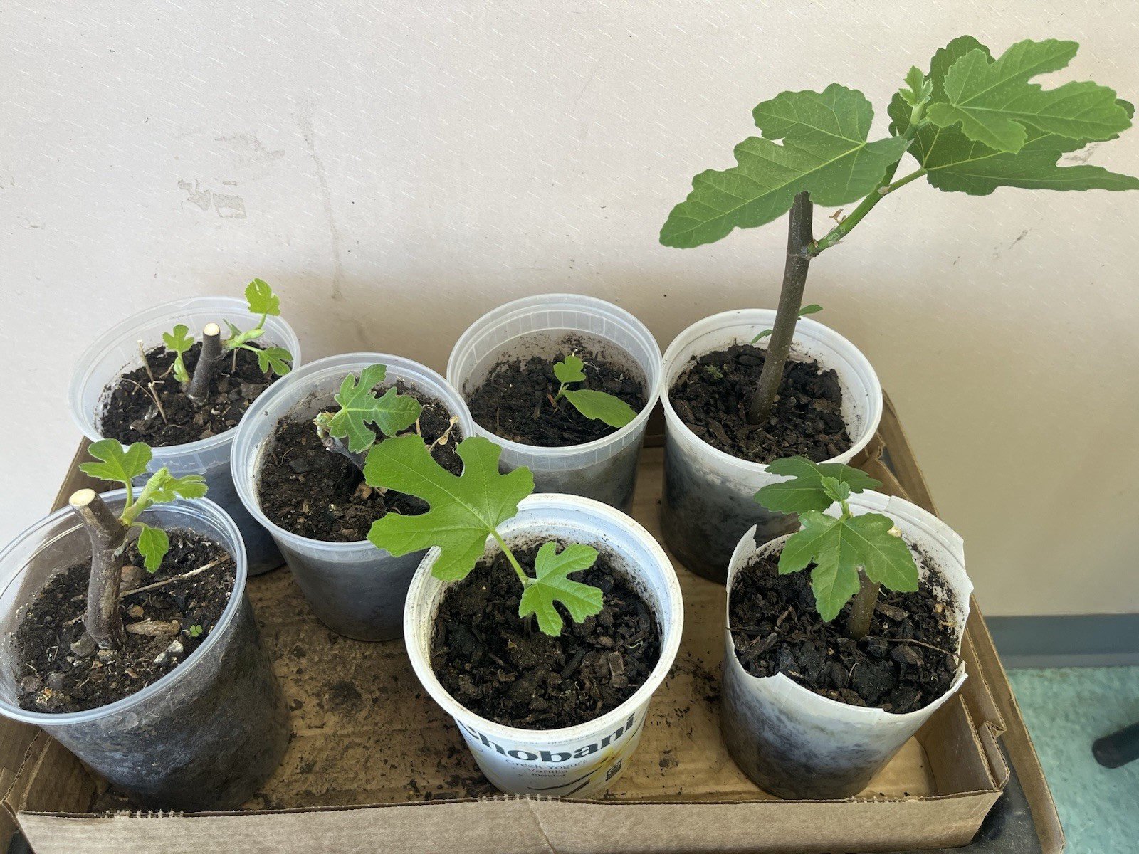 Two Fig Trees
