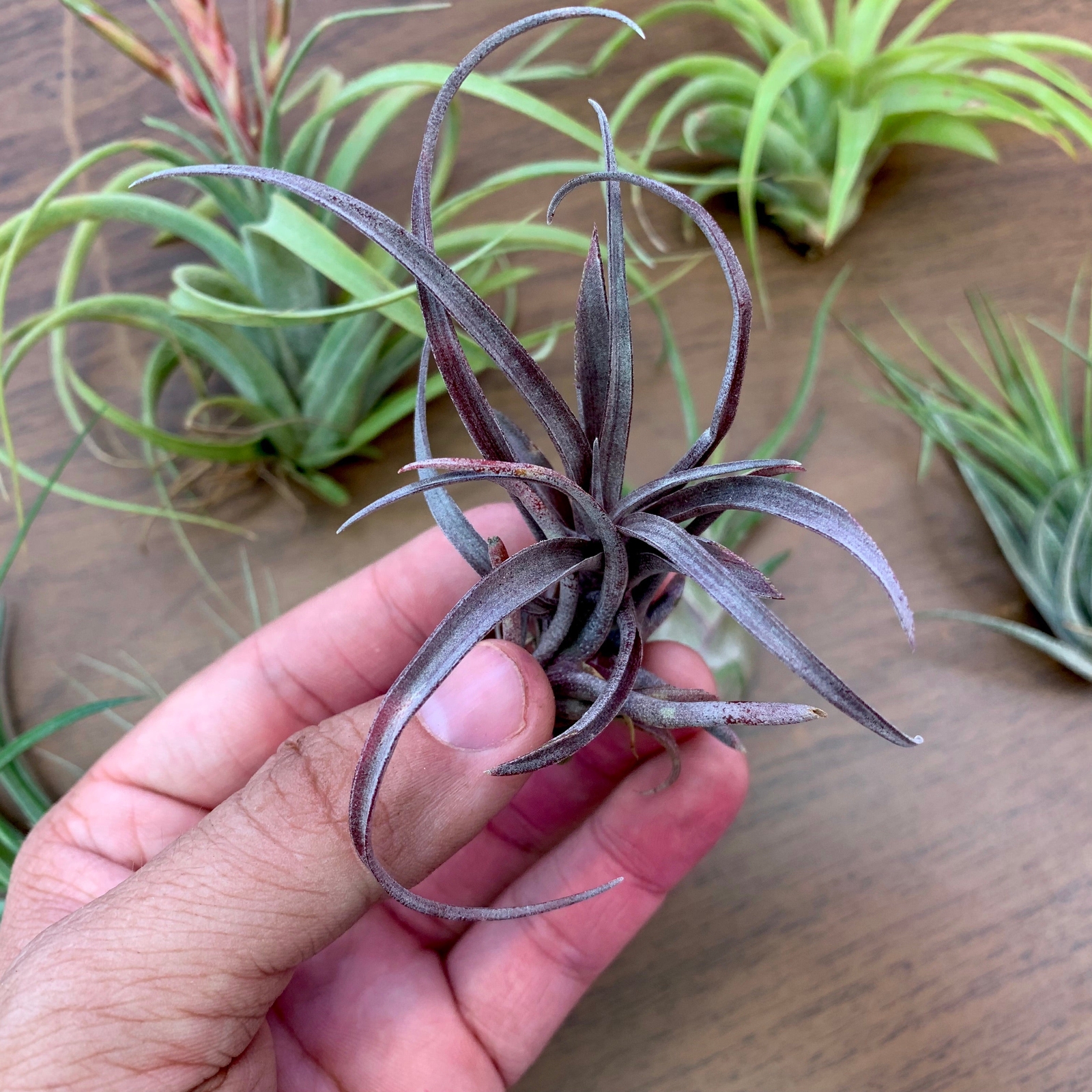 B Quality Air Plant Clearance Mix (Minor Aesthetic Issues) 10 + Plant Pack