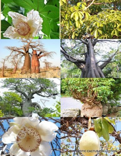 BAOBAB tree ADANSONIA DIGITATA rare bonsai exotic flowering bottle seed 10 seeds