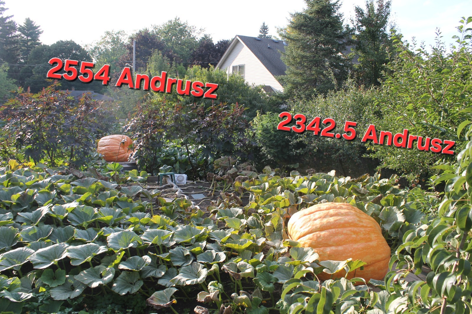 2114.5 LBS GIANT PUMPKIN SEED ATLANTIC GIANT PUMPKIN SEED