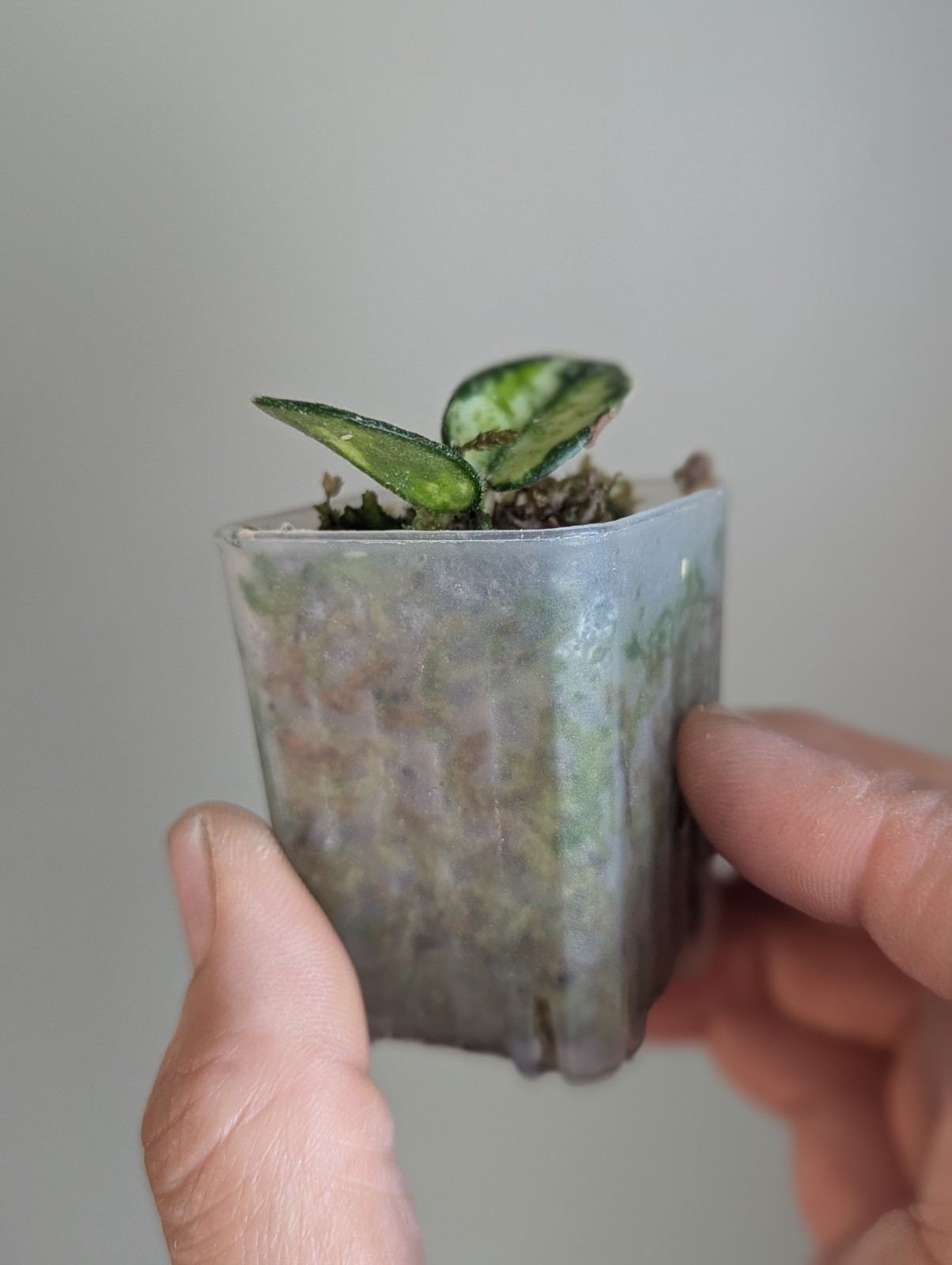 Variegated Hoya Mathilde – Exact Plant – LightRooted Cutting – High Variegation