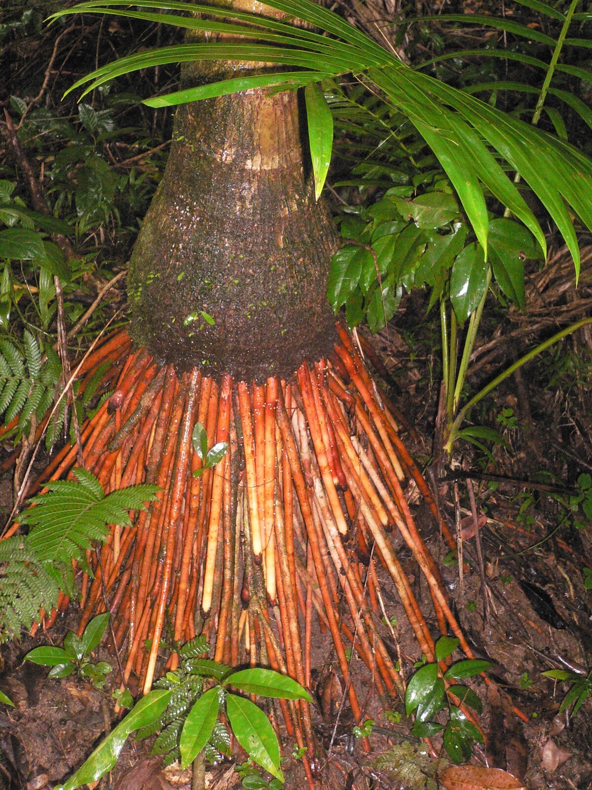 x2 LIVE Bare root : Prestoea Acuminata Sierra Palms Rare Shade Exotic palm