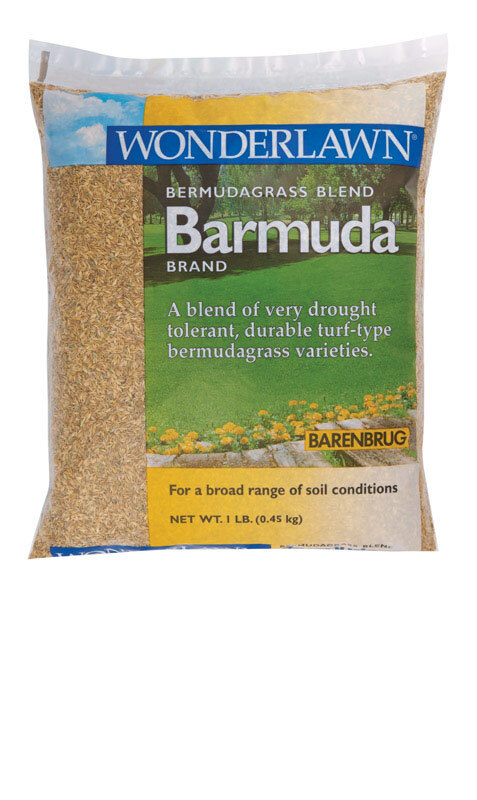 BARMUDA BERMUDA GRASS 1#