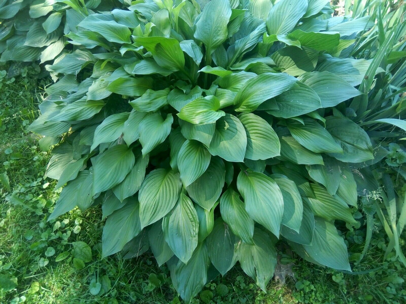 3x Hosta Eyes Live Plant Green Plantain Lily, Purple Flowers Bare Root Pre Order