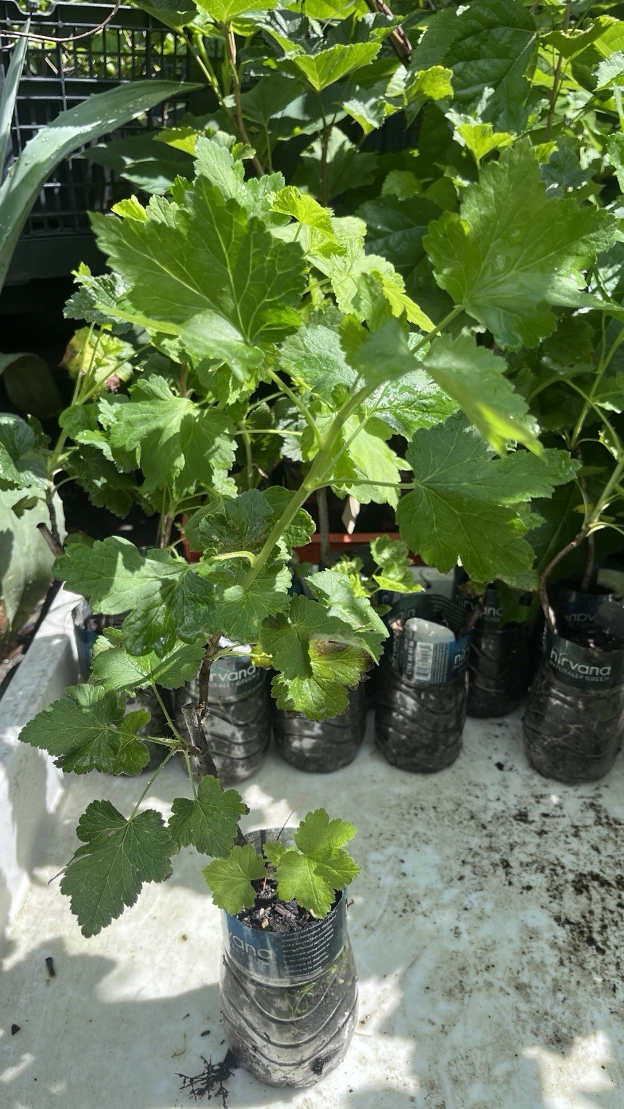 2-3 ft tall Jostaberry 2 year old by division plant, hybrid