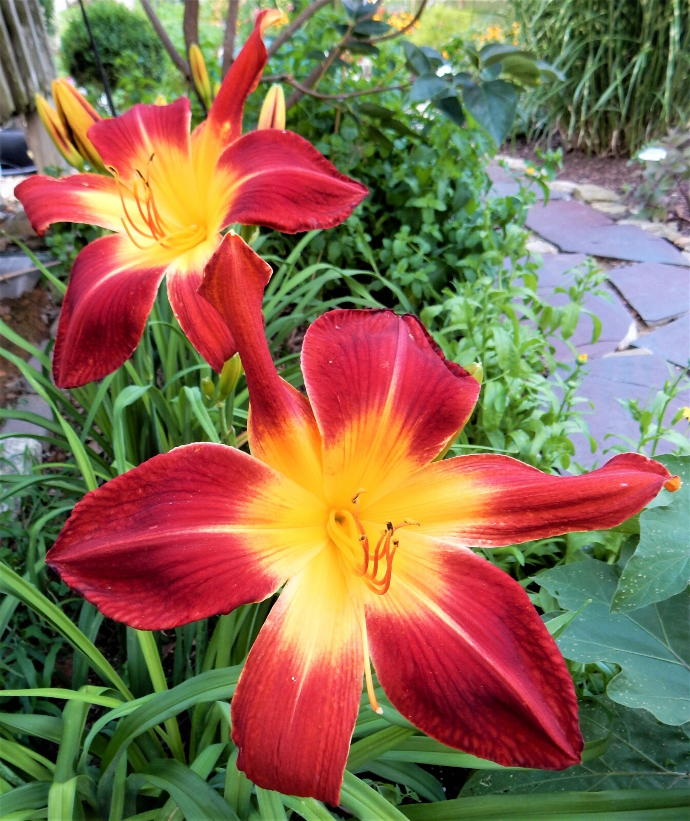 Hemerocallis “RUBY SPIDER” Daylily – Perennial – 2 Plants