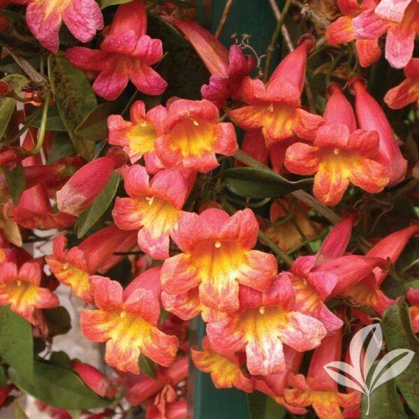 BIGNONIA “TANGERINE BEAUTY” CROSSVINE*Rooted Starter Plant**ATTRACTS BUTTERFLIES