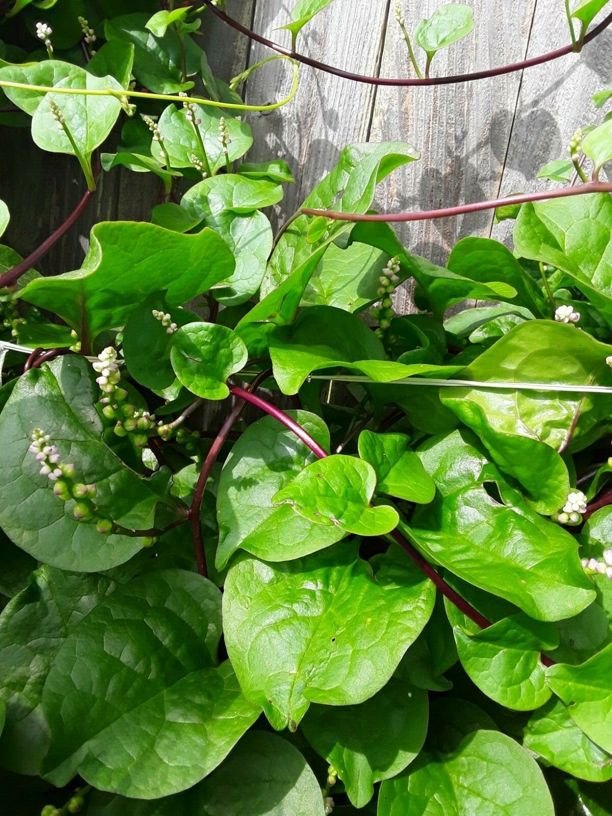 155+ Red Stem Malabar Spinach Alugbati Mong Toi Poi Sang Ceylon seeds