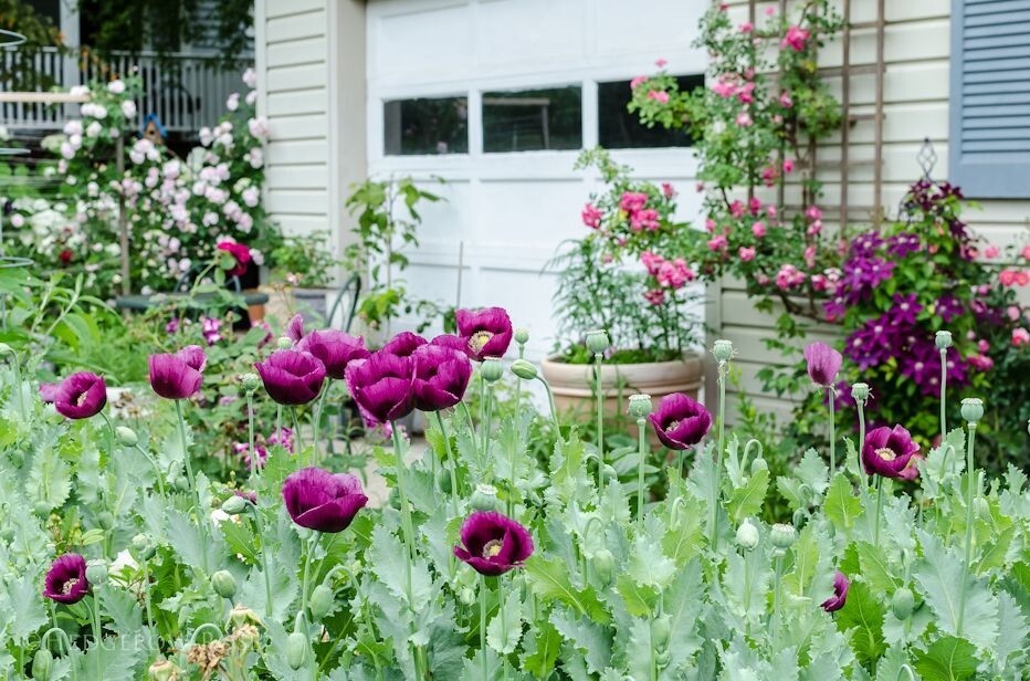 Lauren’s Grape Poppy Seeds (Papaver Somniforum) 1500 Seeds!