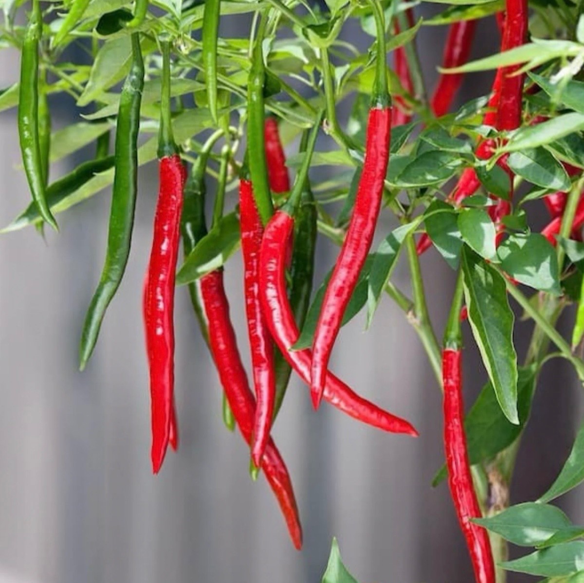 Dragon Cayenne F1 Pepper | 10+ Fresh Seeds 🌶️ | Hot 30,000-50,000 Scoville, USA