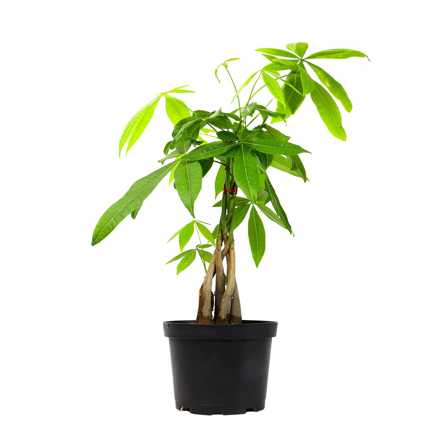 Live Money Tree Houseplant In 6 Grower Pot Air Purifying Pet Friendly Plant