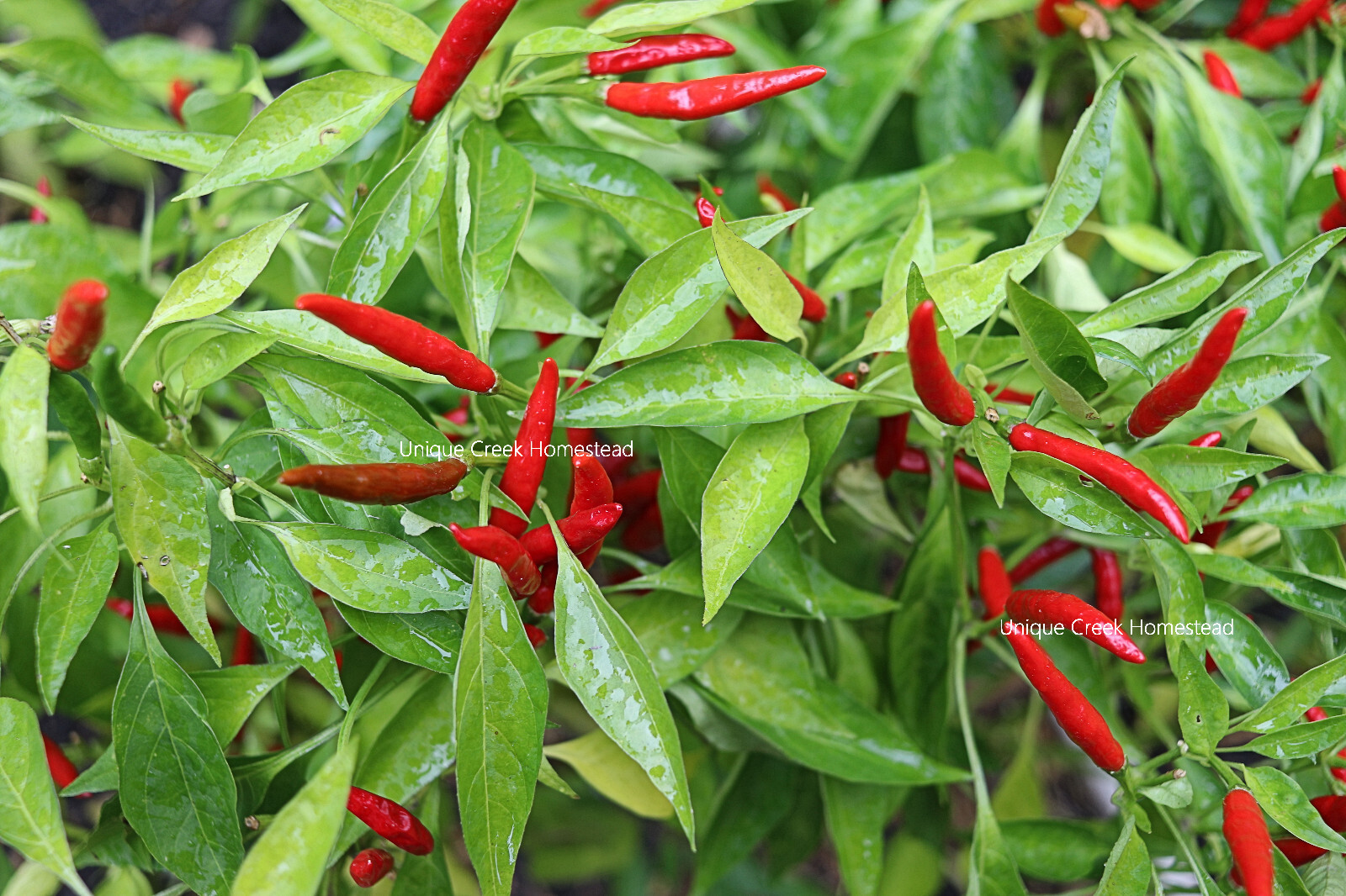 Red Hot Poinsettia Ornamental Spicy Chili Pepper Seeds Unique Creek Homestead