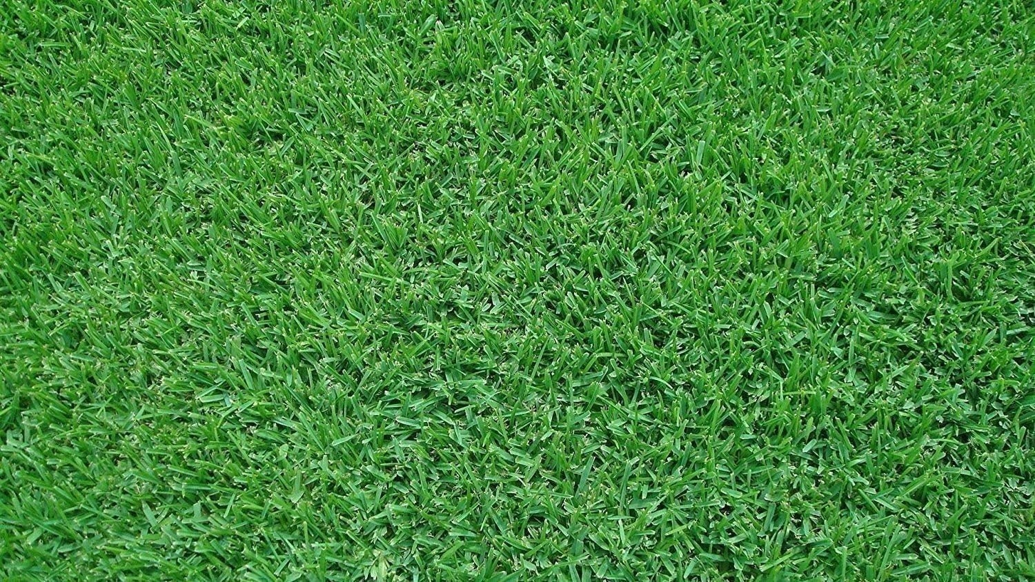 Seville | Sod Plugs | Stenotaphrum Secundatum | Low Maintenance | Hardy Lawn
