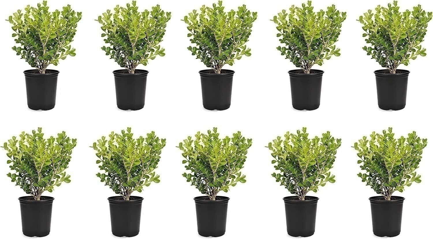 Boxwood Japanese | 4 Inch | Buxus microphylla | Formal Hedge | Evergreen Plant