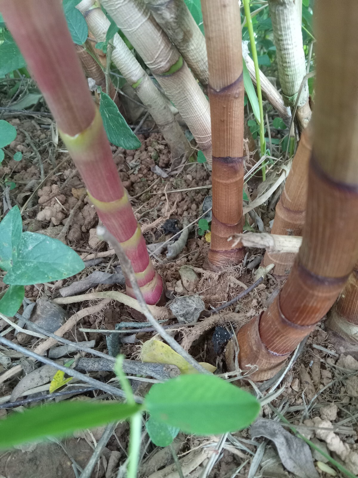 2x Red Button Ginger, Costus Woodsonii. Tropical easy to grow shade loving plant