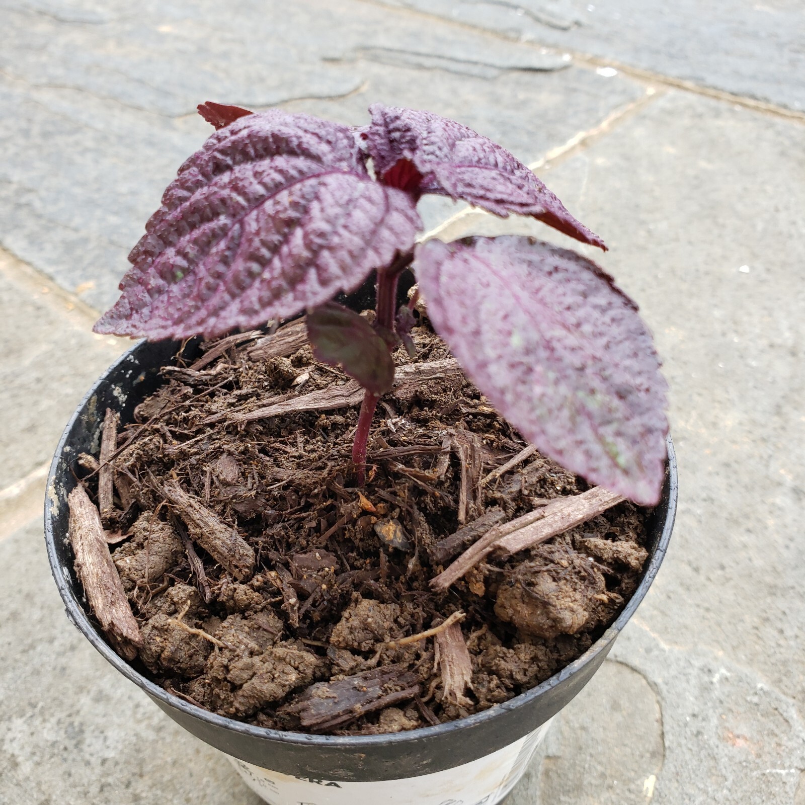 3 Red/Purple Perilla Live Plant With Soil More Than 5″ Tall NON-GMO Herb Edible
