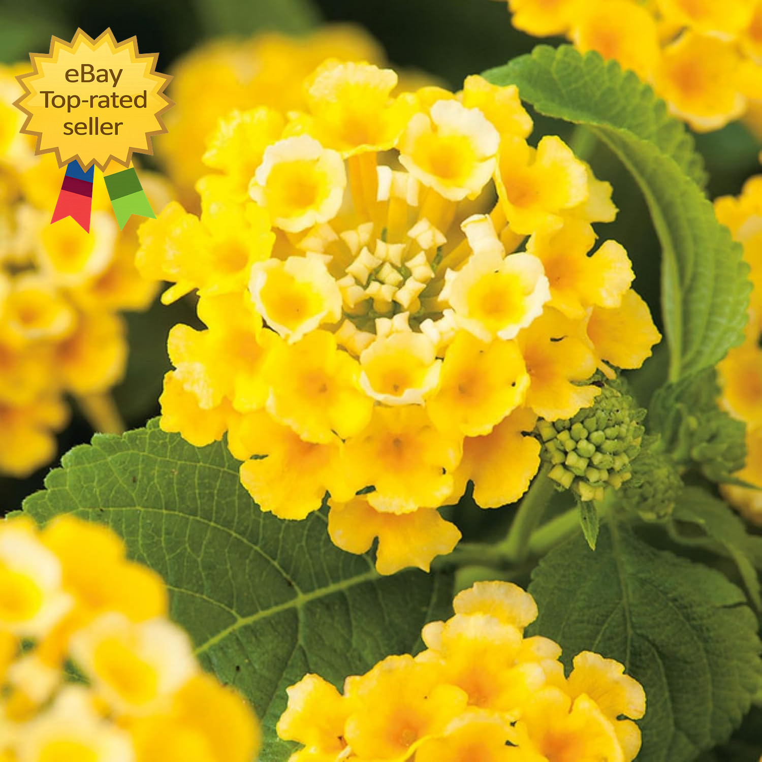 300 Mixed Lantana Flower Seeds Colorful Garden Plants Attract Butterflies Bees