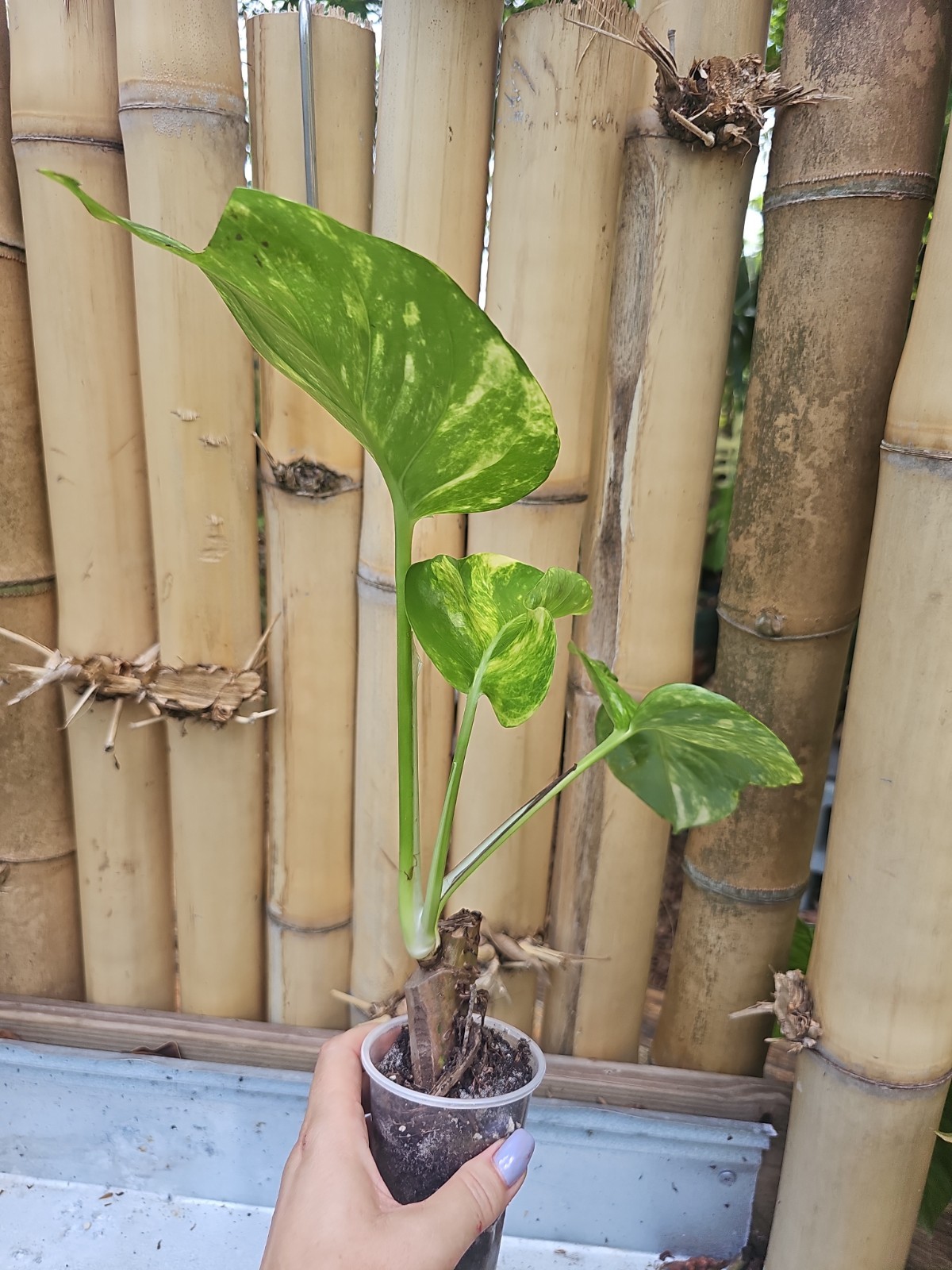 GIANT Variegated Golden Pothos Climbing hawaiian Large TRUNK NOT MONSTERA Mature