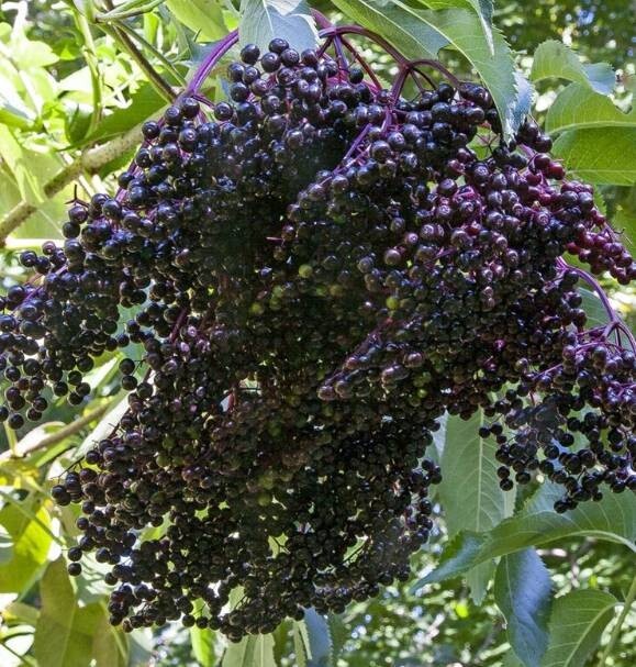 American Elderberry Ranch Live Plant 4″ Pot Sambucus Edible Fruit Immune Support