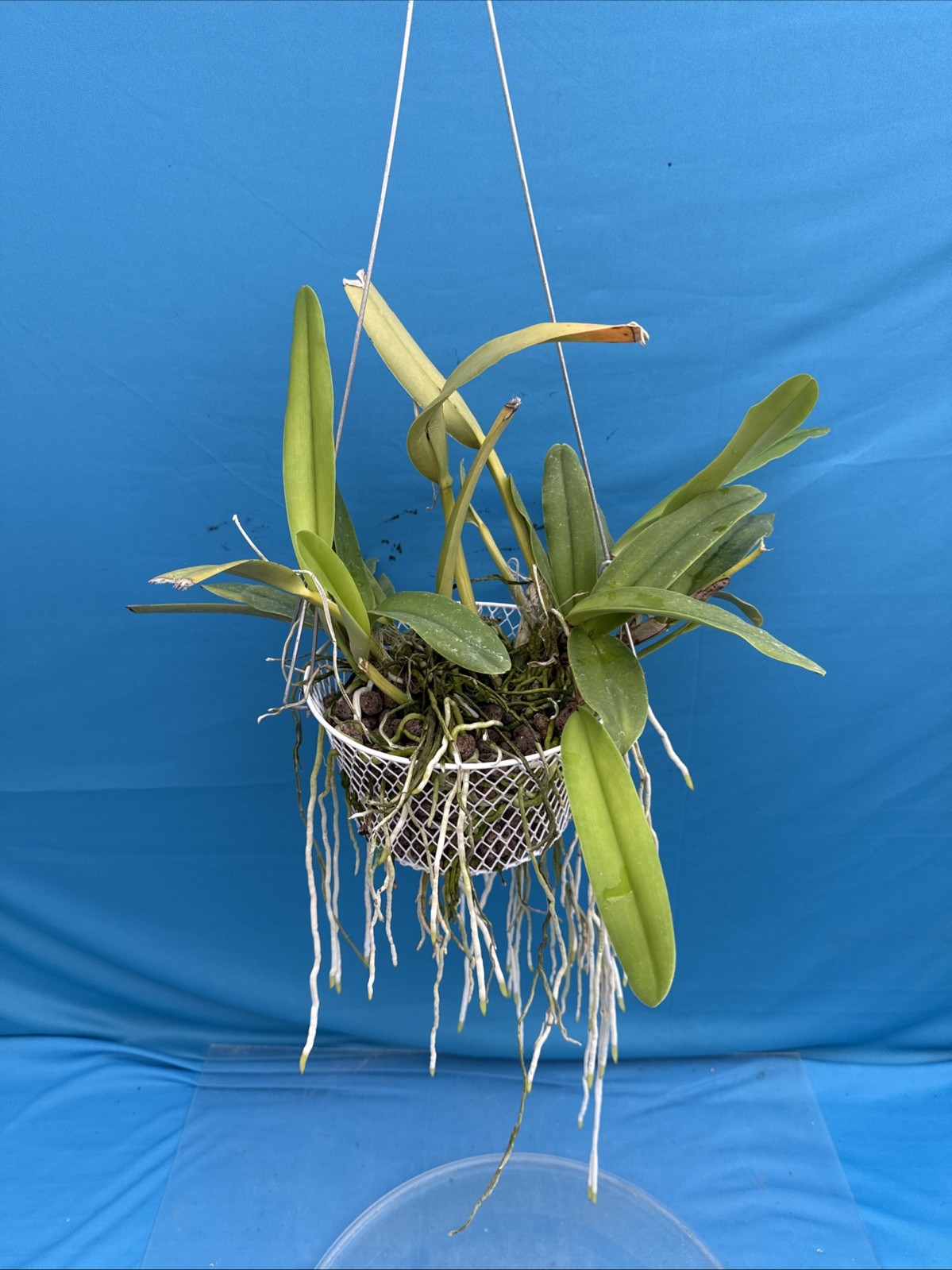 Cattleya maxima albescens ‘Koenigin Sylva’ SM/DOG White Orchid Species 9” Basket