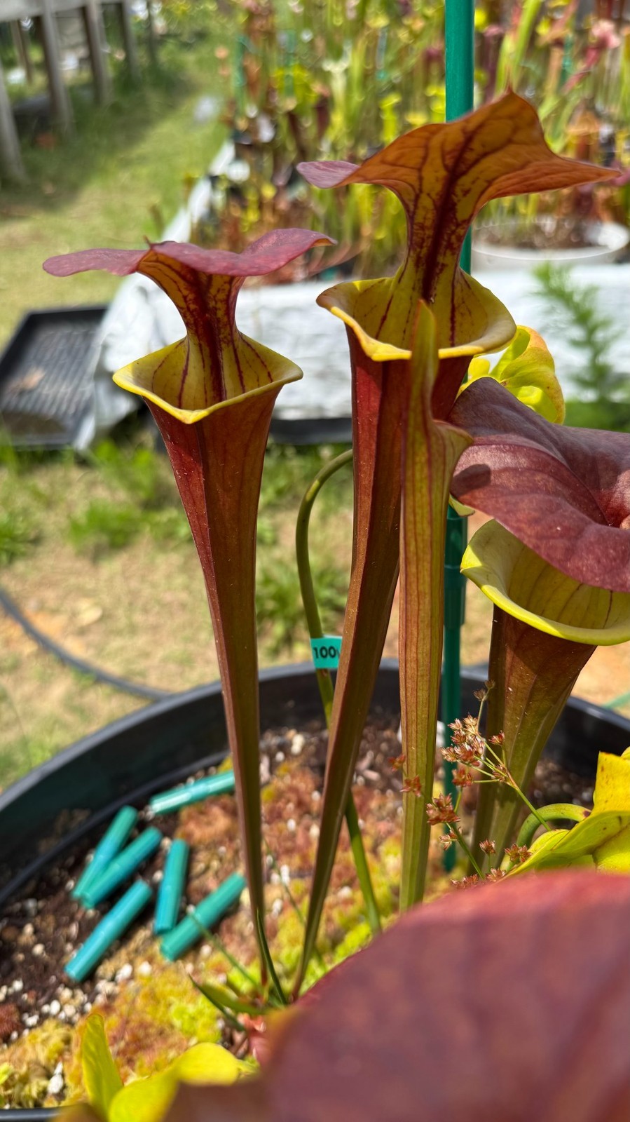 Sarracenia – 🔥🔥 S. Warcloud x S. Waccamaw 🔥🔥 WHOLE POT!!!!