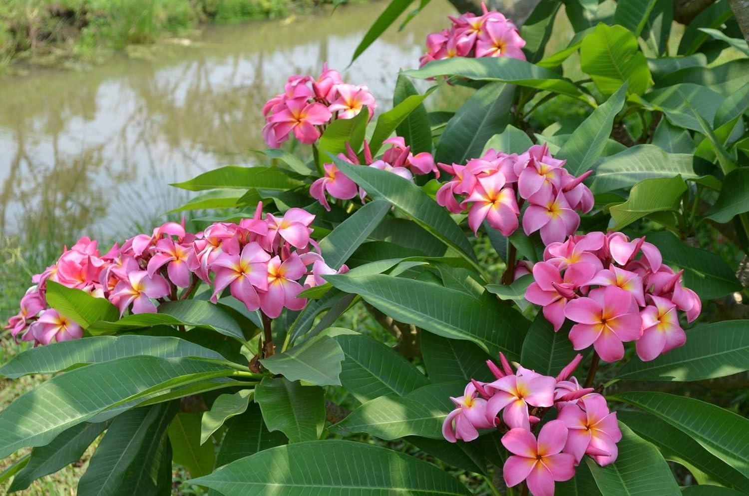 HAWAIIAN MIXED PLUMERIA FRANGIPANI PLANT CUTTINGS – FRAGRANT EASY TO GROW