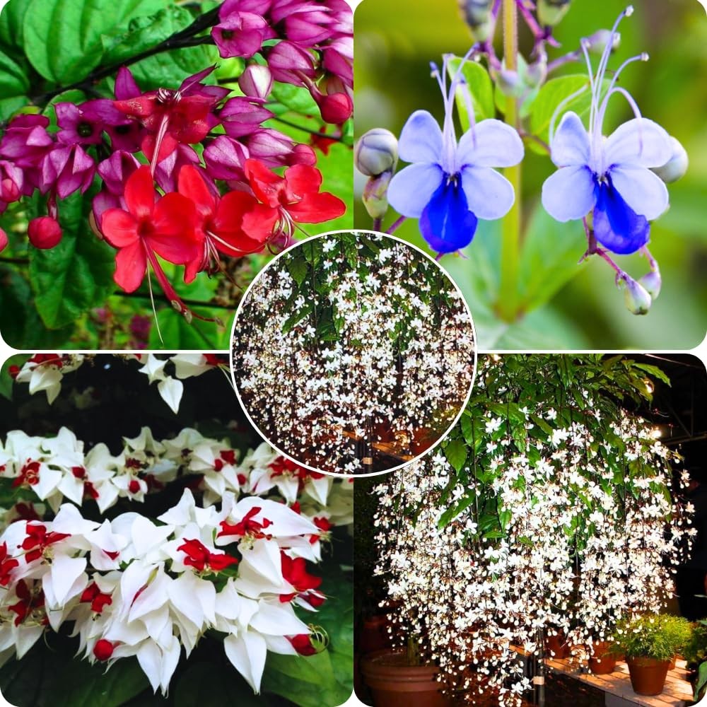 3 Mixed Clerodendrum Bleeding Heart Plants Live, 5-10 Inch Height