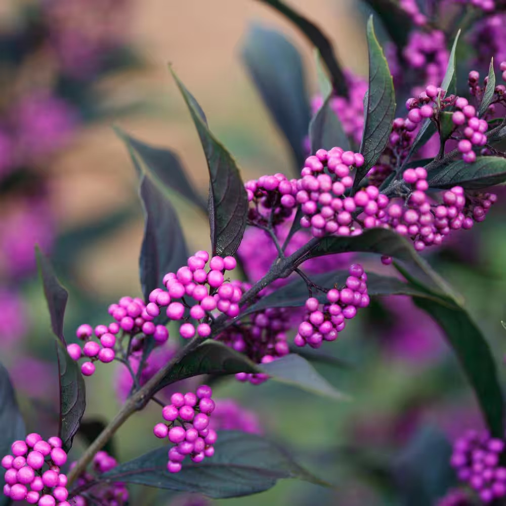 4.5 In. Qt. Pearl Glam Beautyberry Bush (Callicarpa) Live Shrub, Dark Purple Fol