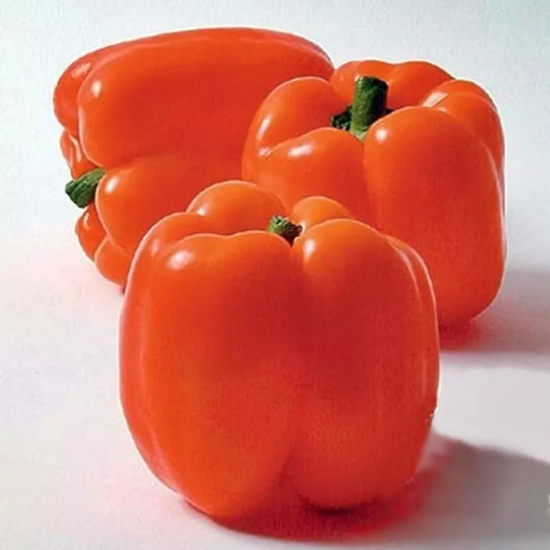 240+ Orange Sun Sweet Bell Pepper seeds ———– Heirloom – NON GMO — FRESH