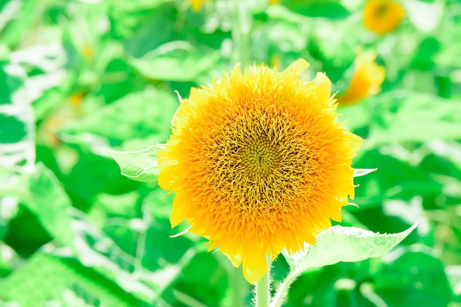 500+ Mixed Sunflower Seeds for Planting (17+ Varieties, 17 Varieties Mix