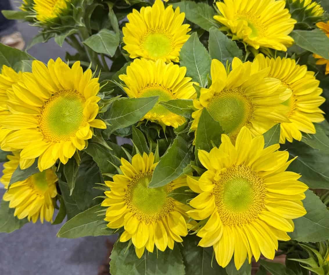 ProCut Lemon Lite Sunflower New for 2026! 10 Seeds Free Shipping!