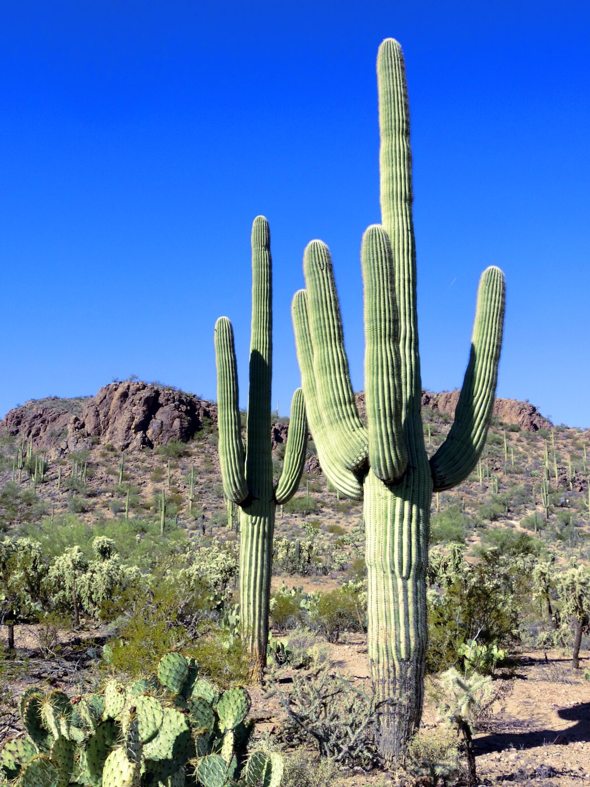 10 SAGUARO GIANT CACTUS SEEDS (Carnegiea gigantea) “Tree like Cacti” Hardy-8