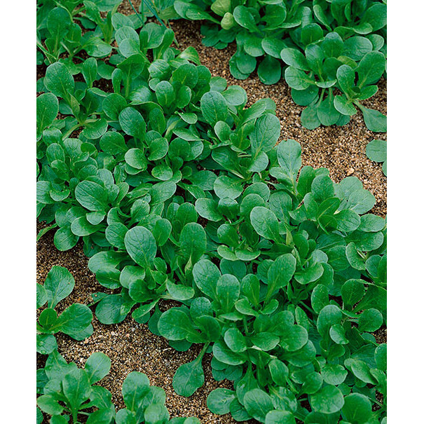 Dutch Corn Salad Seeds | aka Mache/ Lambs Lettuce | Heirloom | Organic